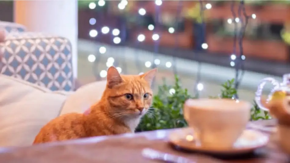 Gato anaranajdo mirando una taza de cafe